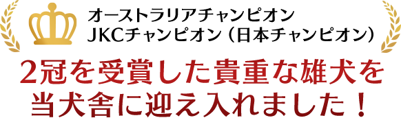 オーストラリアチャンピオン JKCチャンピオン（日本チャンピオン）受賞！　2冠を受賞した貴重な雄犬を当犬舎に迎え入れました！