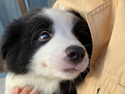 子犬（3〜4ヶ月）