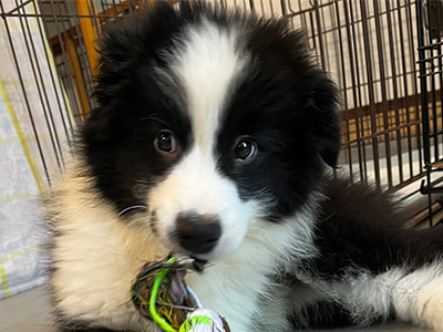 成長犬（5ヶ月〜）