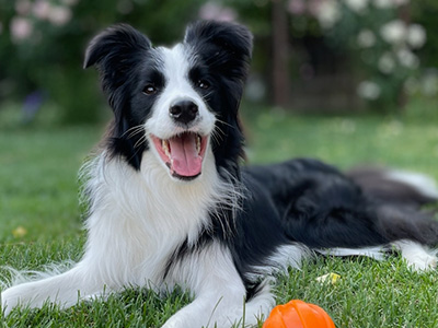 成犬・リトレーニング犬