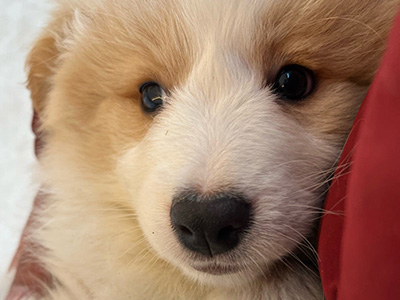 特別個体・希少カラー