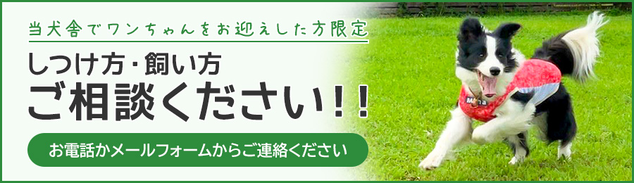 しつけ方・飼い方 ご相談ください!!